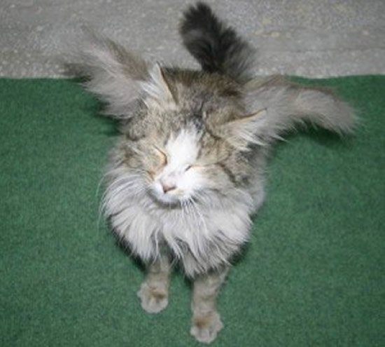 Кот с крыльями. источник фото: Яндекс-картинки