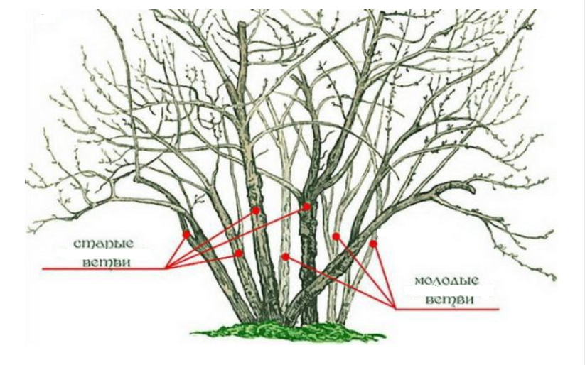 Обрезка крыжовника весной для начинающих в картинках. Обрезка смородины осенью схема.