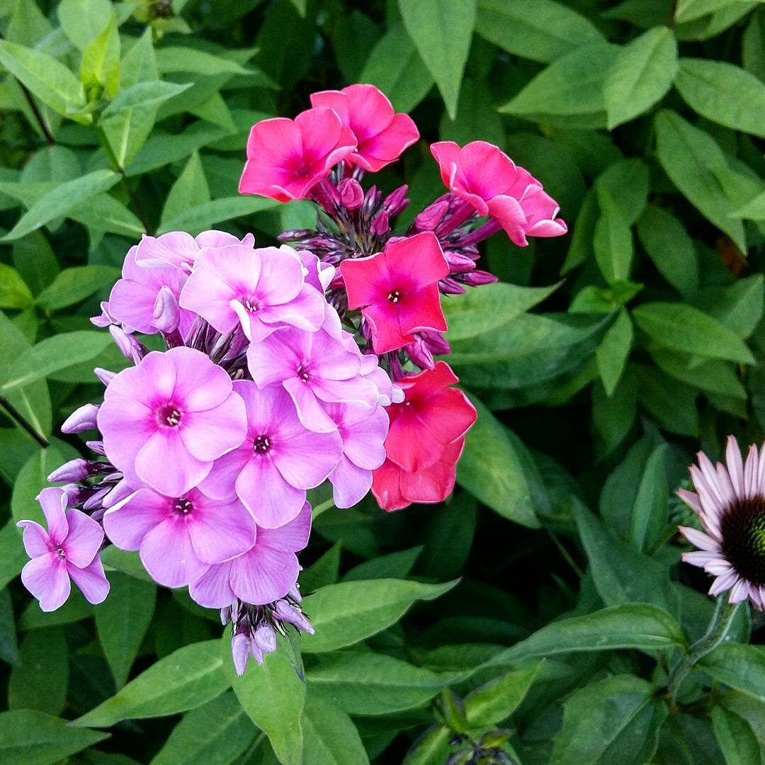 Бабушкина подкормка для Флоксов в саду. Шикарное цветение прекрасных Растений долгое время без особых Хлопот