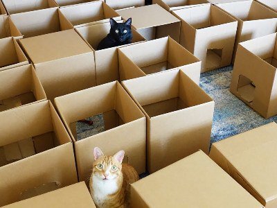 Коты в лабиринте #научный эксперимент 