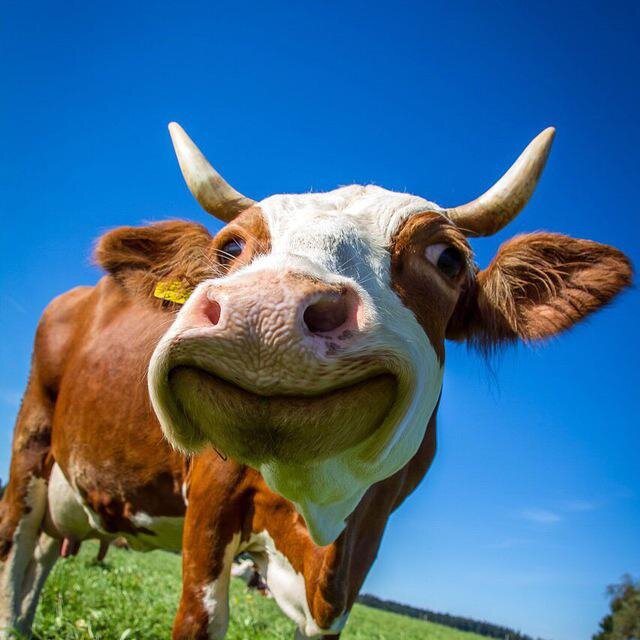 https://t.me/cowsandlovers
