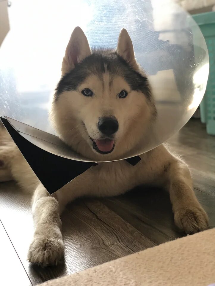 Ненавистный воротник