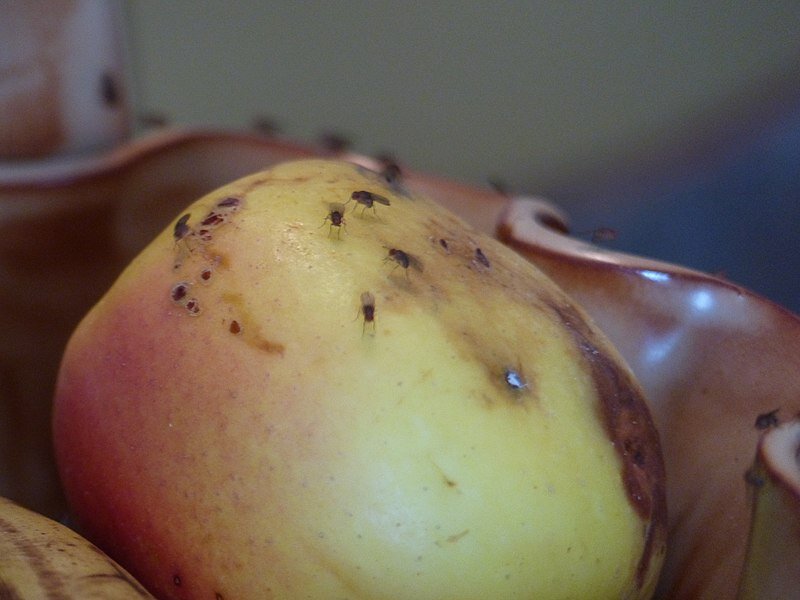 Фото: Амели Цааг Вальрен (Википедия)