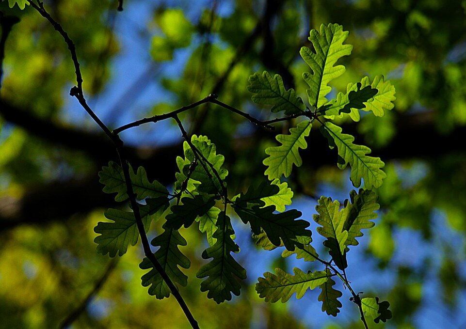 Фото:pixabay.com
