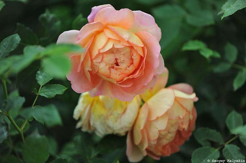 Роза Lady of Shalott