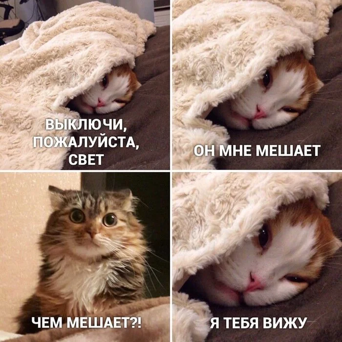Мемы с котами с текстом