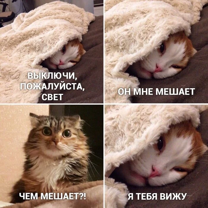 Мемы котиков 2023 - фотоподборка