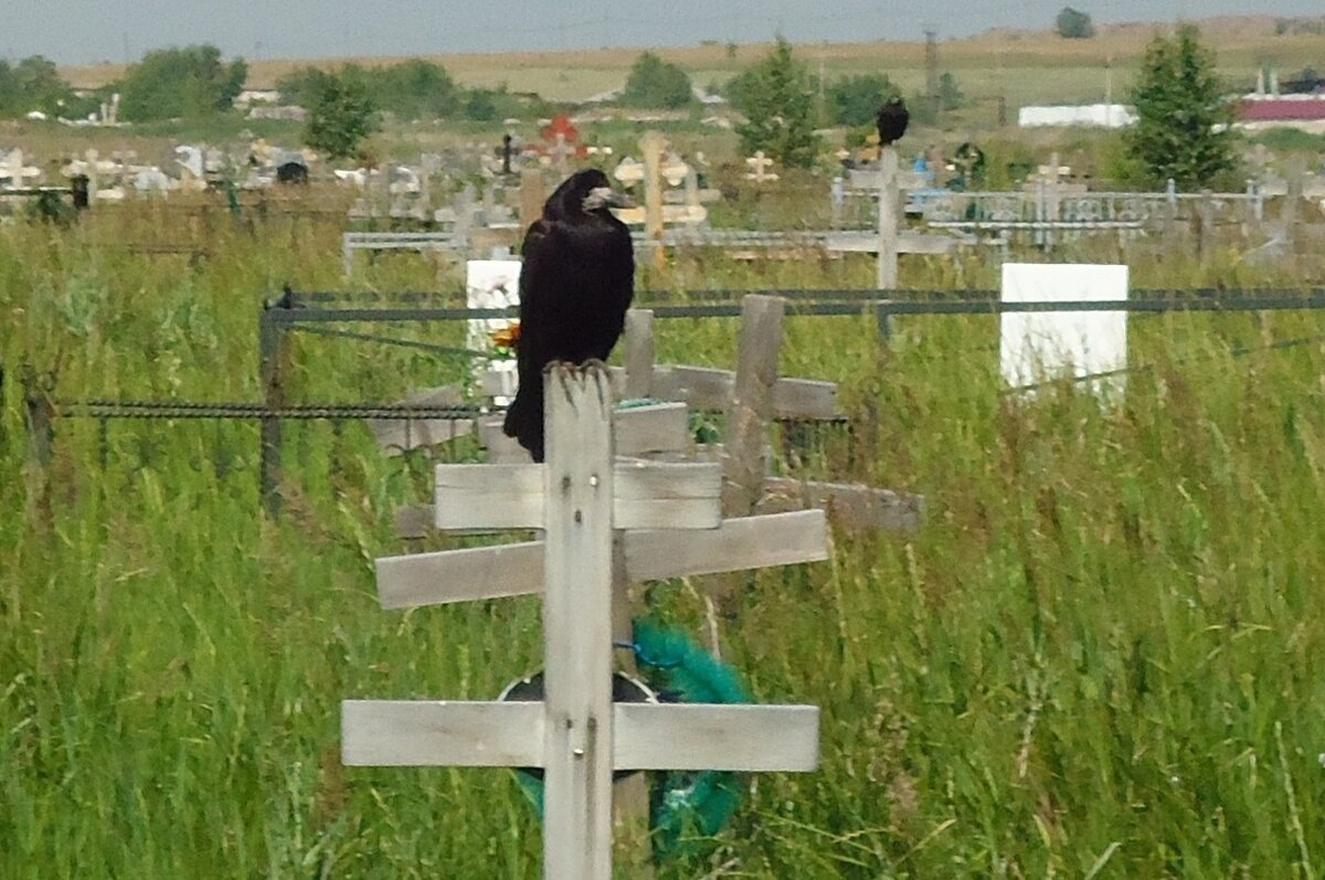 Черный ворон NEVERMORE