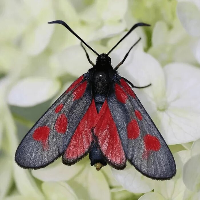 22 самые красивые бабочки: фото и описание
