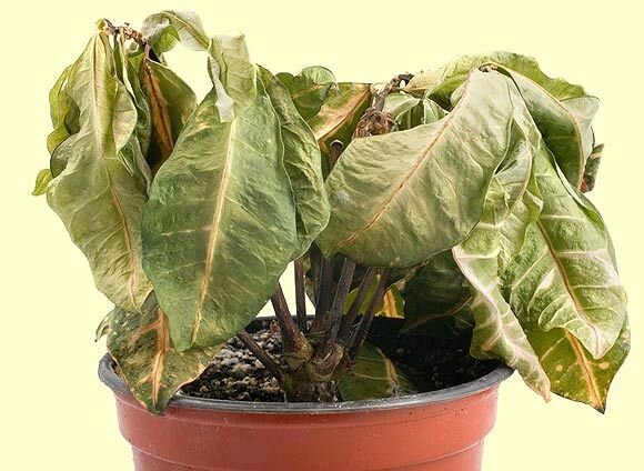 поливка растений, поливка сада, уход за цветами, уход за растениями, засохло растение