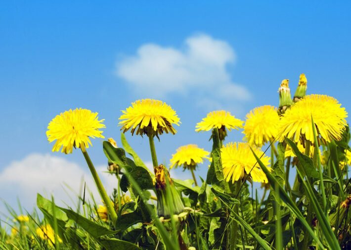 Внешний вид (фото) одуванчика