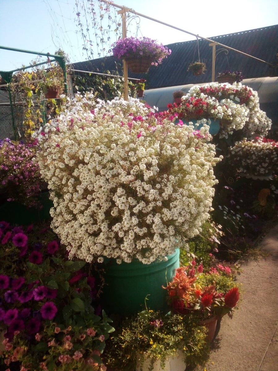 Алиссум Сноу принцесс