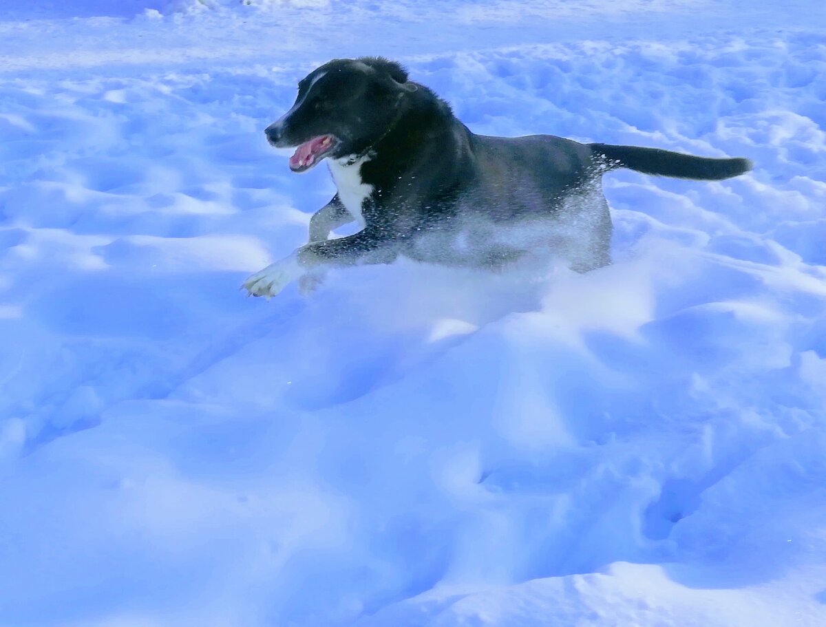 Джелу мы тоже брвли из приюта "Ржевка" 12 лет назад