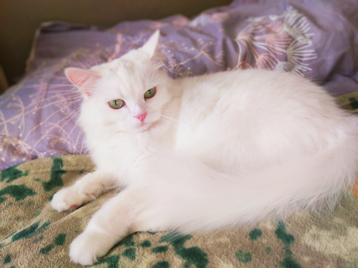 Моя красавица)