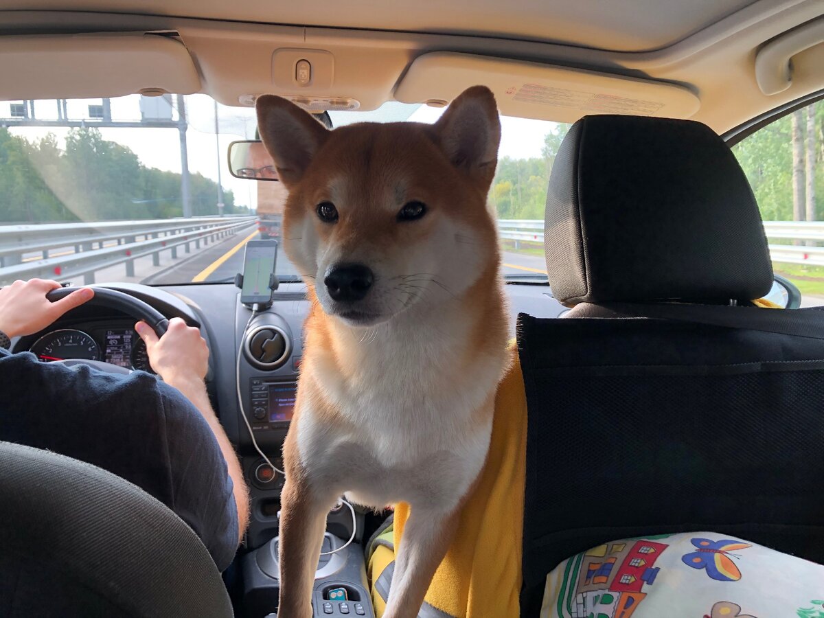 Стоит только зашуршать пакетиком, эта рыжая морда тут как тут за вкусняшкой