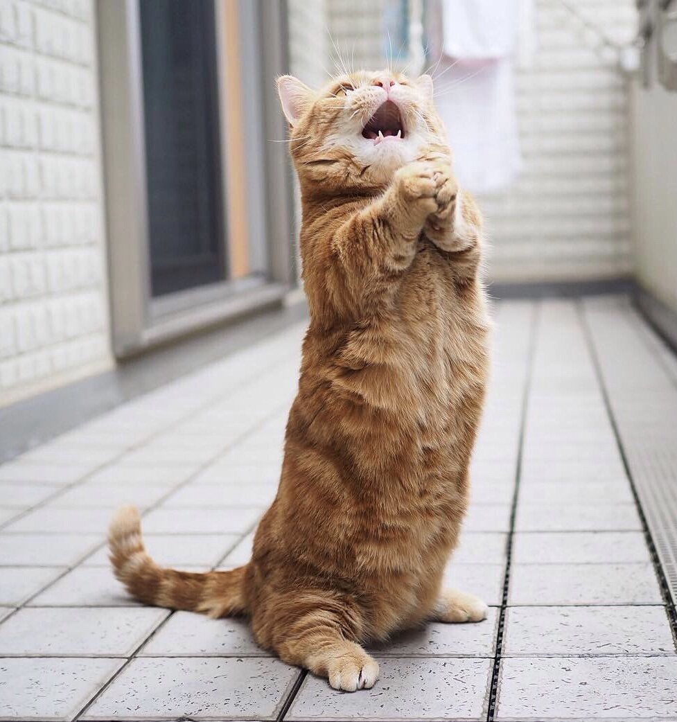 Умоляющий котик