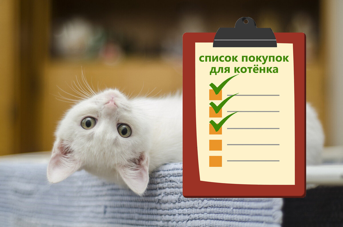 Список необходимых покупок для котёнка: делюсь опытом | ПроТриКота | Дзен