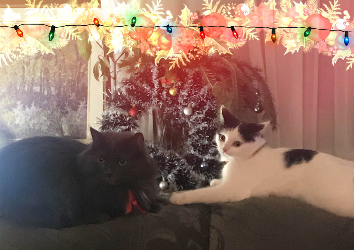 Ждут Нового года! 