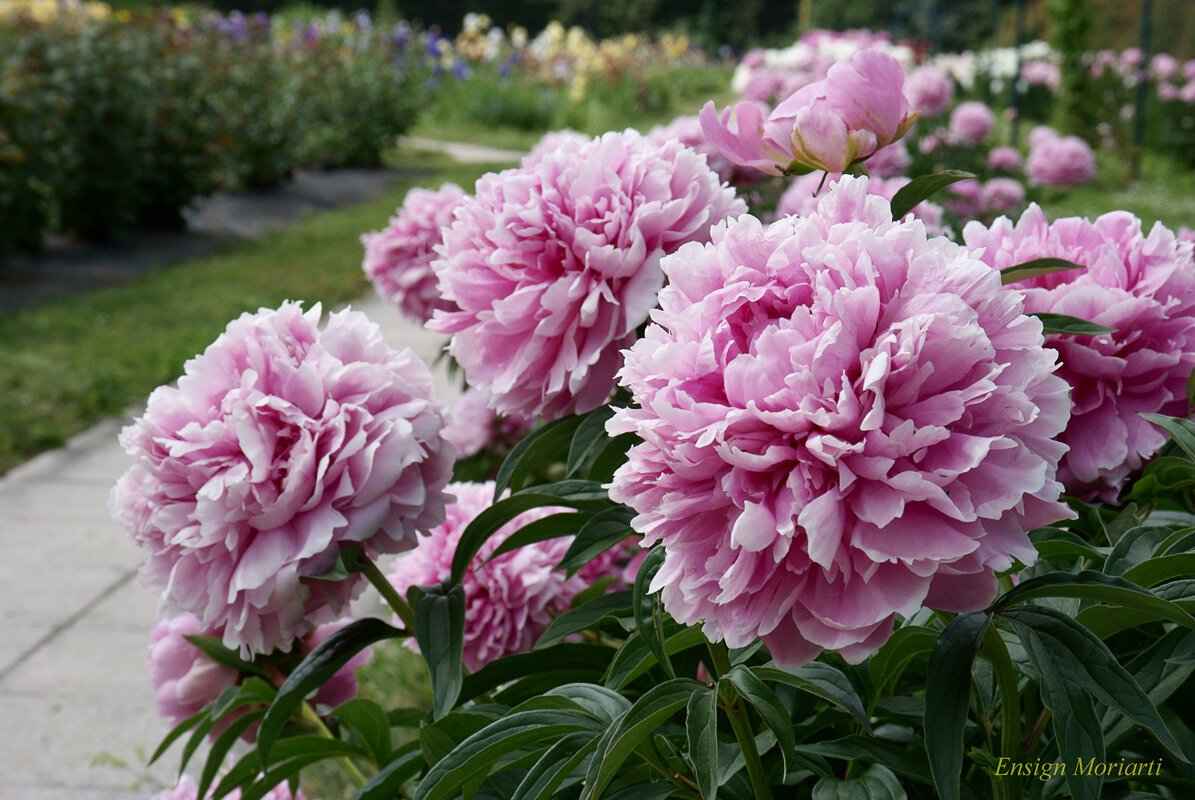 Фото красивых сортов пионов. Пион Кенинг Вильгельмина. Пион Pink Double Dandy. Пион Грациэлла. Пион Ричез энд Фейм.