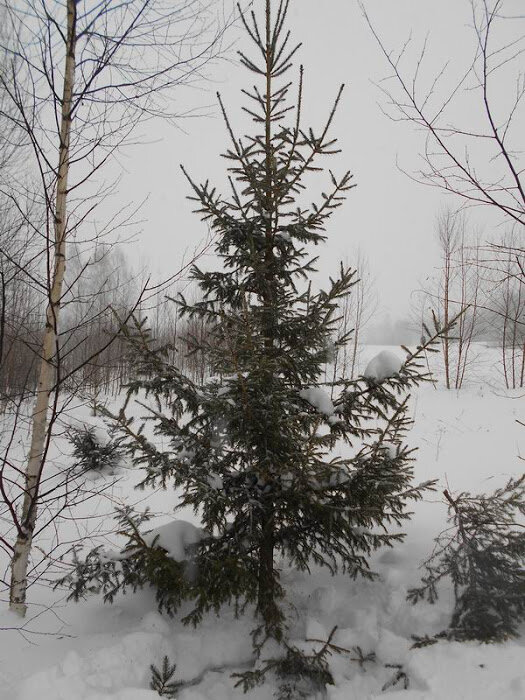 Йолачку "рубил" обычно на старом месте. В тот год пришлось к ней идти по пояс в снегу метров сто. Мы ее издалека заприметили, прошлые годы, я ее видел, но щадил, не выросла еще.