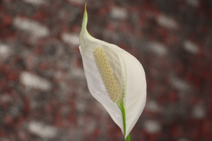 Мужчины влюбляются, а женщины восхищаются и завидуют.