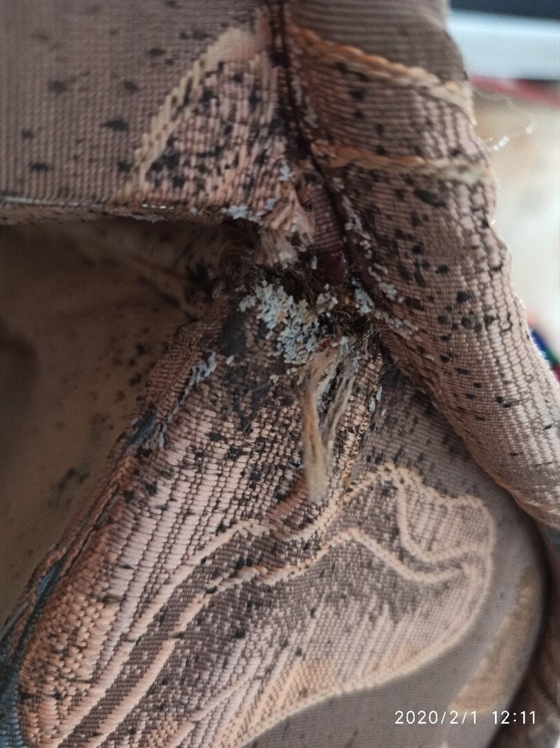 Вот такие гнёзда клопов бывают в некоторых домах. На фото чётко видны кладки яиц.