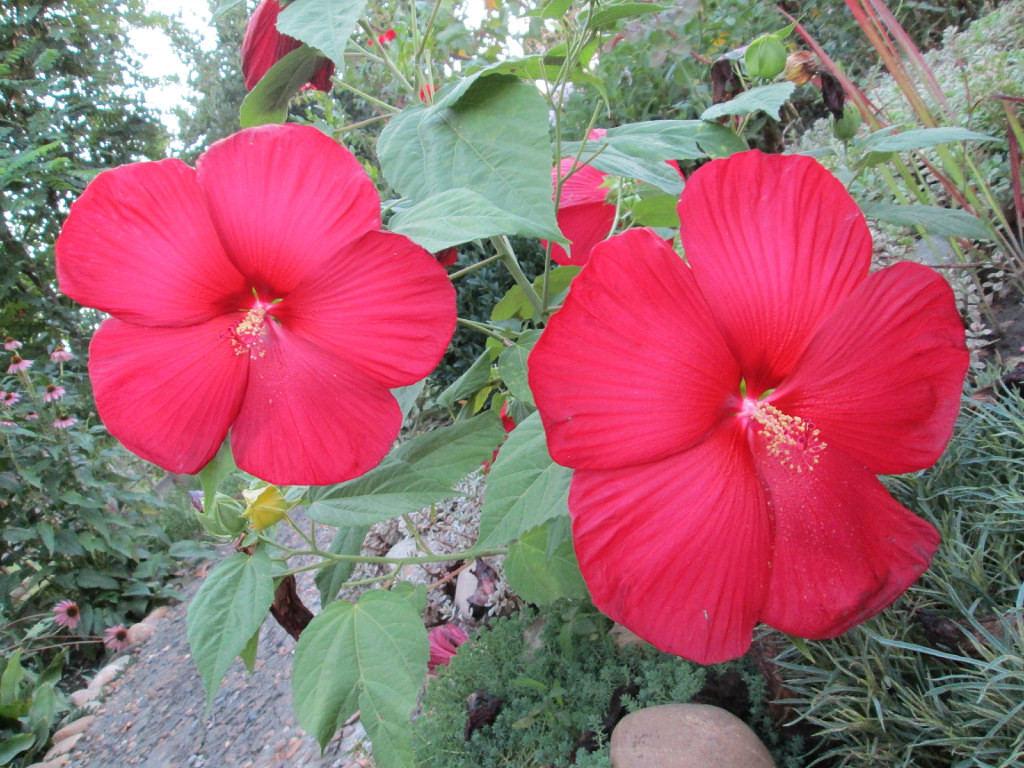 Гибискус Hibiscus Moorea Antonia