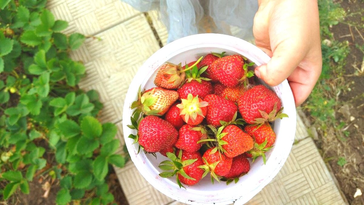 В детстве ягода для меня была роскошью, я и сейчас с трепетом к ней отношусь