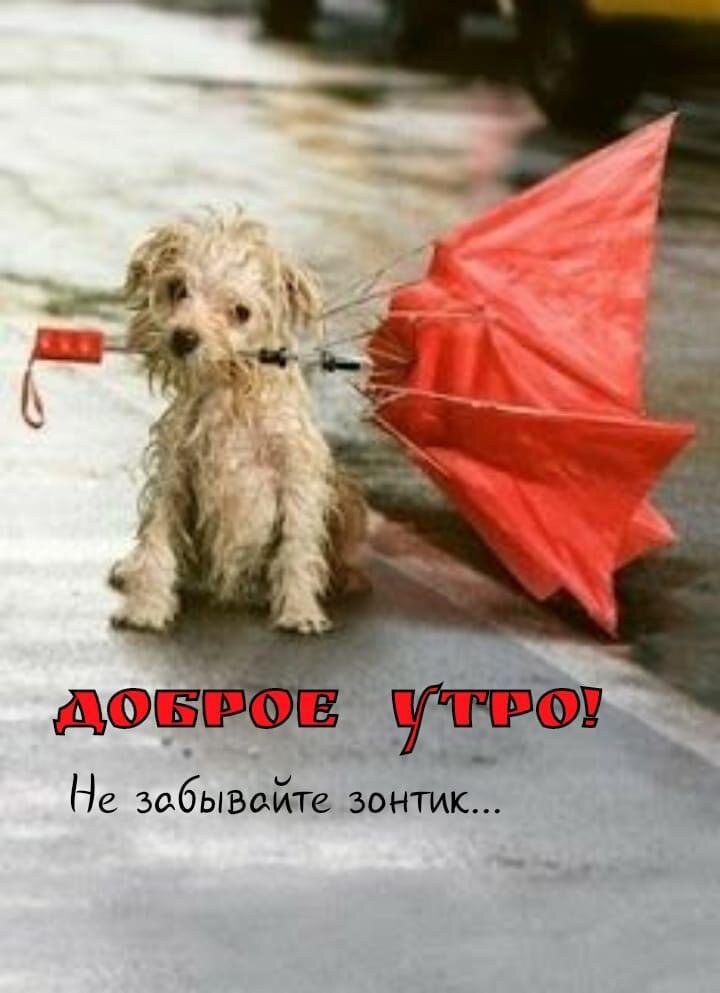 Яндекс. Картинки 