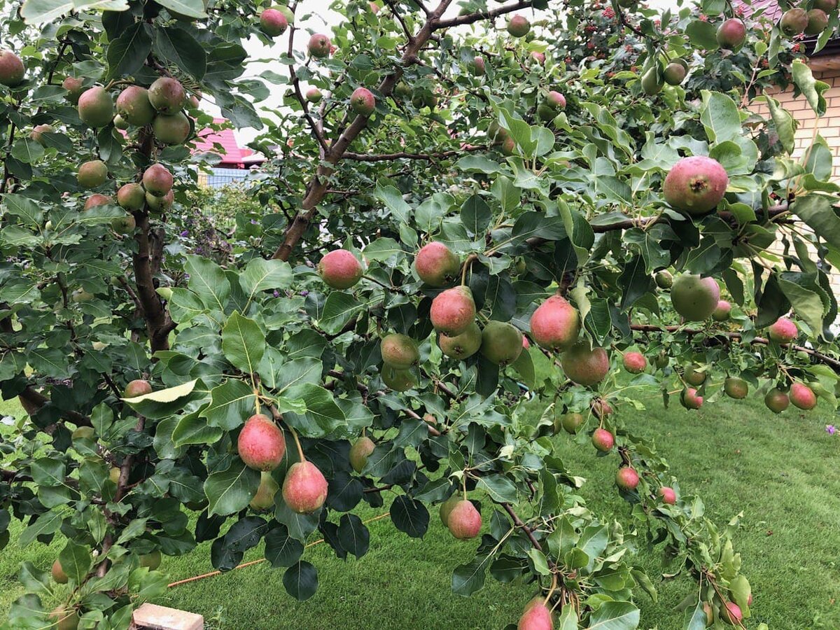 Завидный урожай груш