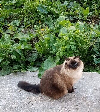 Сёма