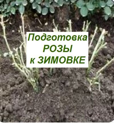 подготовка к зимовке роз
