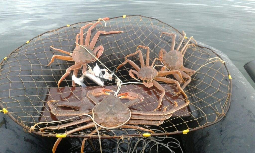 На что ловить краба