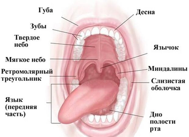 Ротовая полость