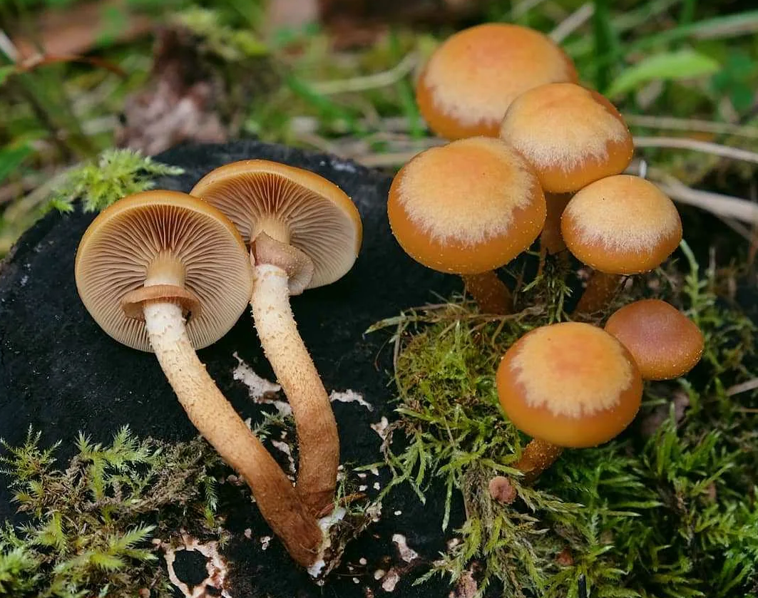 Гимнопил видный (Gymnopilus junonius) фото и описание