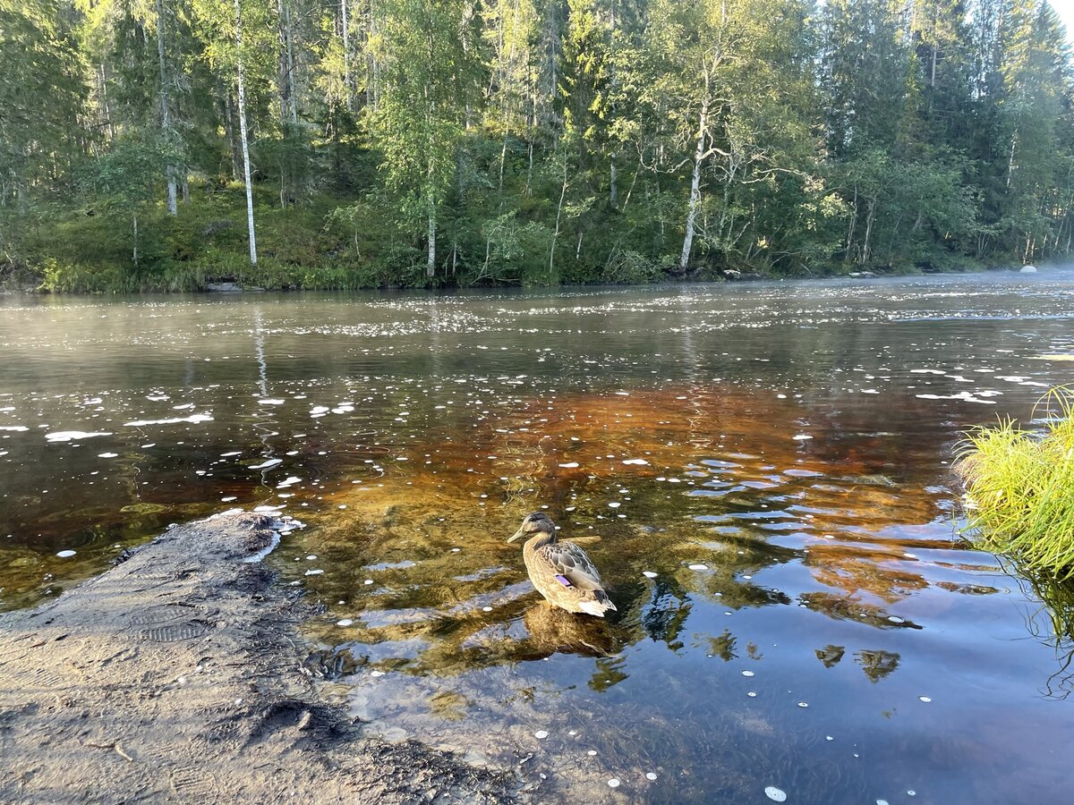 Кемпинг с водопадом и ручьём на месте старой финской мельницы | KYUNNAP  MEDIA | Дзен