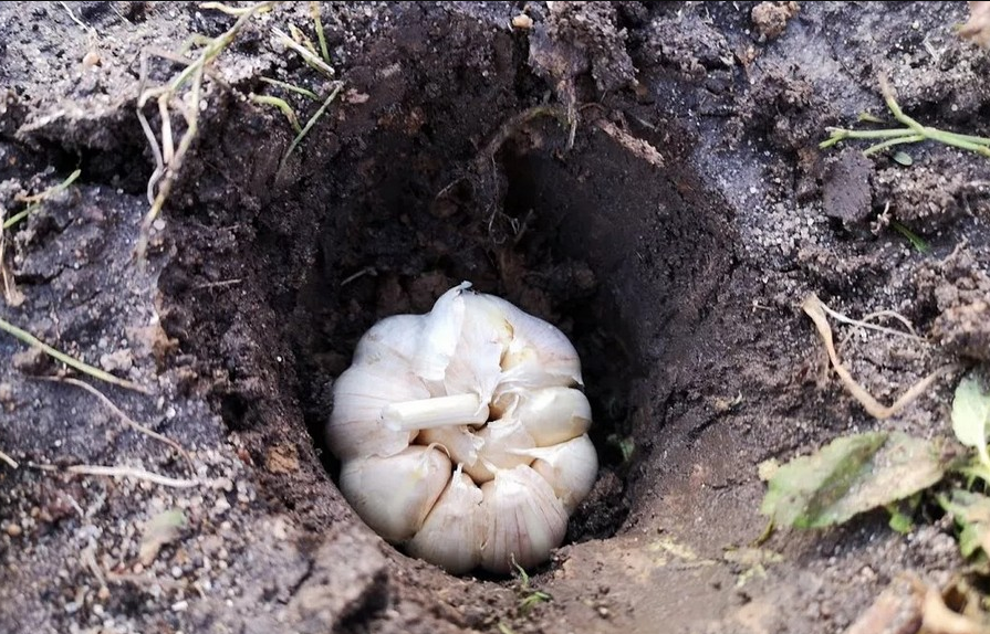 Когда садят зимний чеснок в зиму. Чеснок под зиму. Чеснок головками сажать. Посадка чеснока головками. Посадка чеснока головками под зиму.