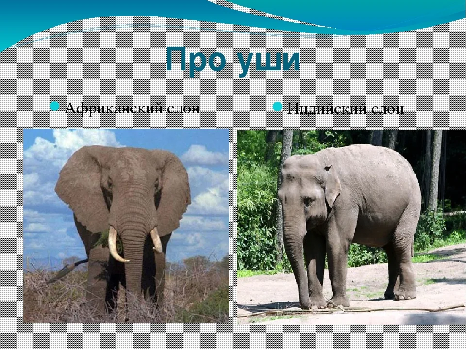 Африканский слон определить. Африканский и индийский слон. Индийские слоны и африканские слоны. Уши индийского и африканского слона. Слон для презентации.