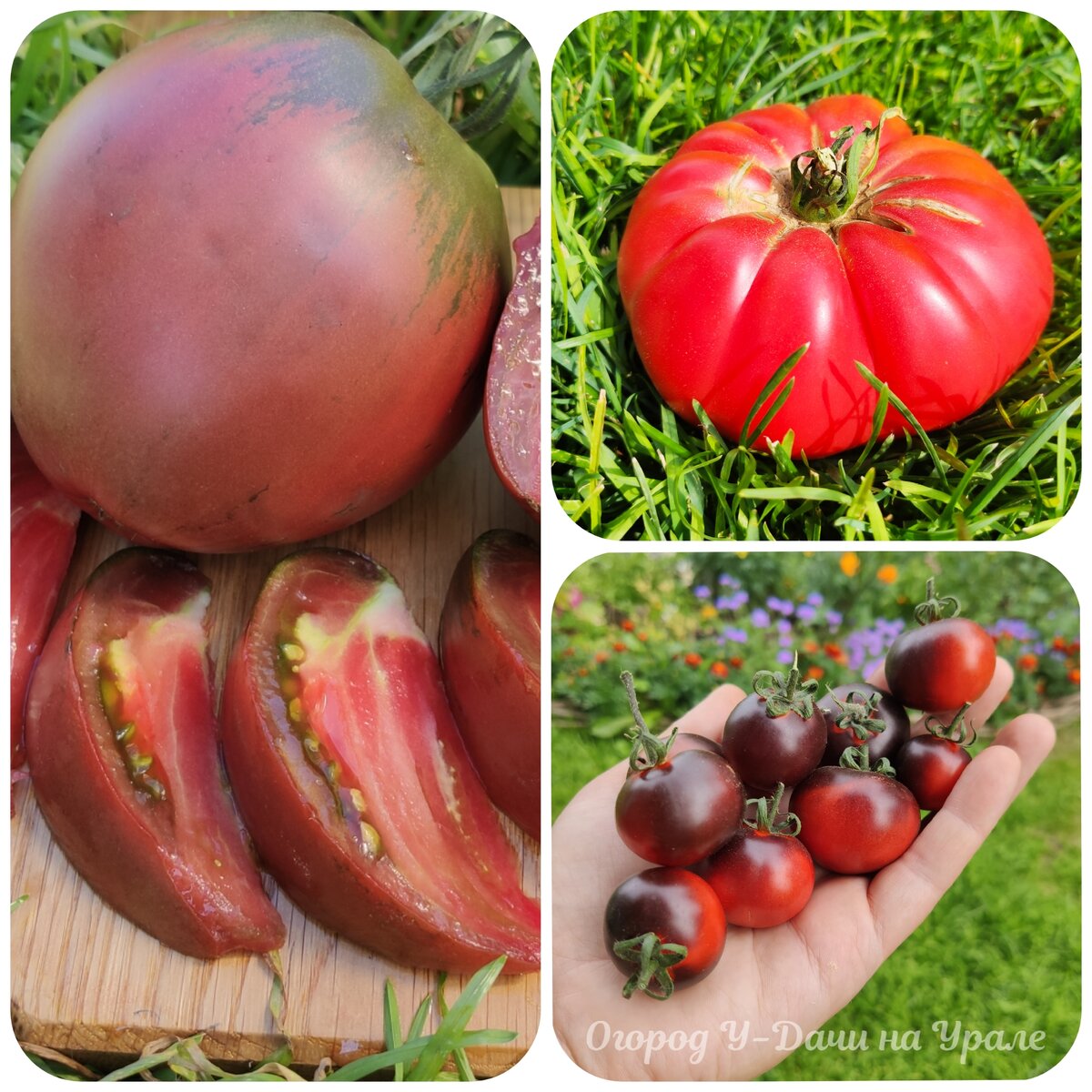 Выращивала 31 сорт и 2 гибрида томатов, какие томаты оказались достойныпервого места. Честный отзыв