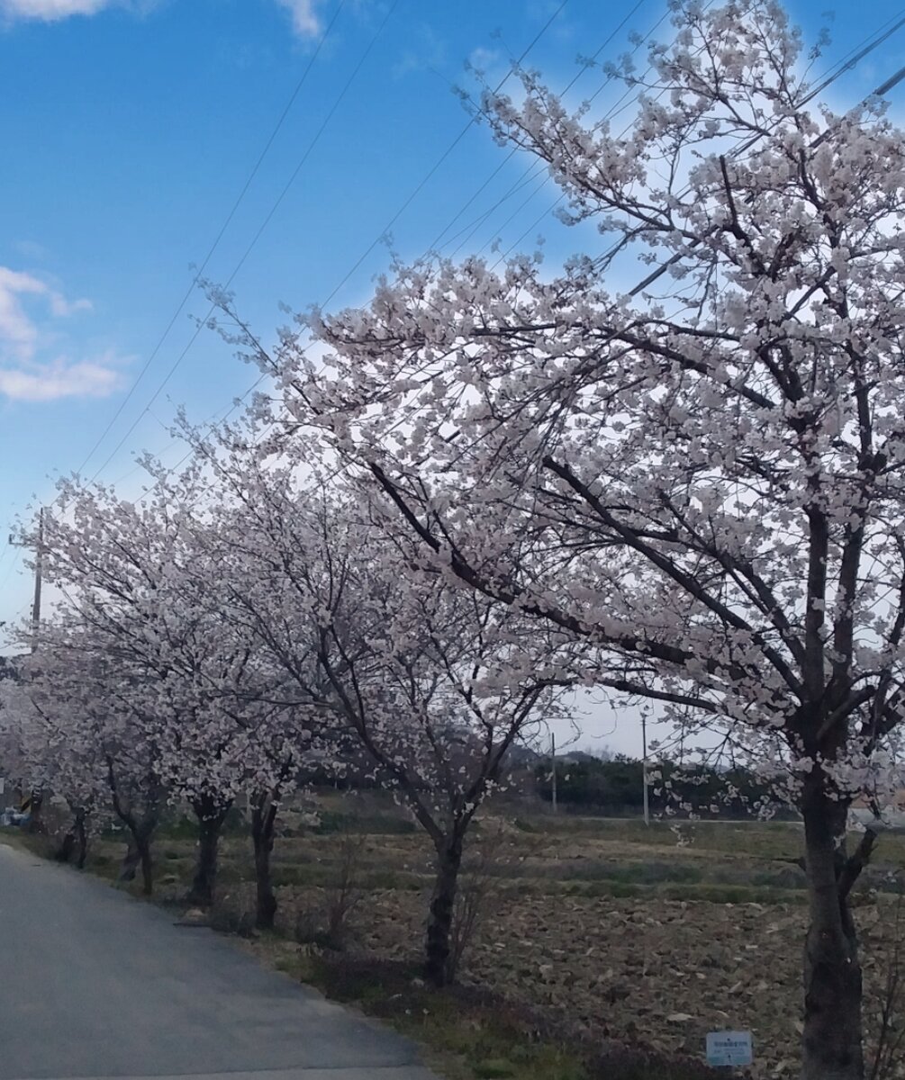 Цветение сакуры в день переезда
