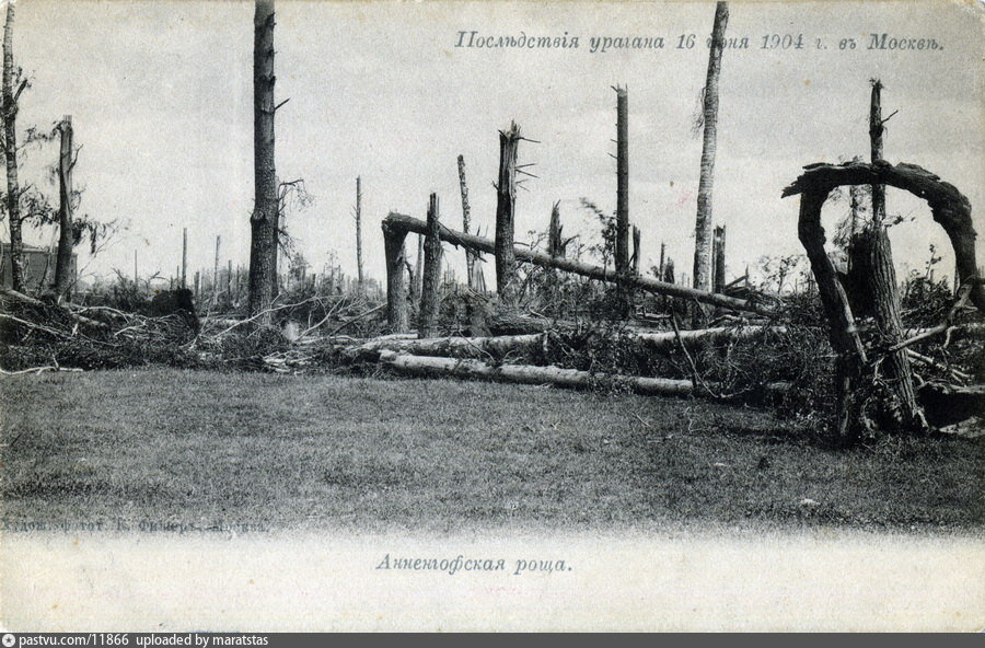 Уничтоженная Анненгофская роща после урагана, 1904. С сайта www.pastvu.com.