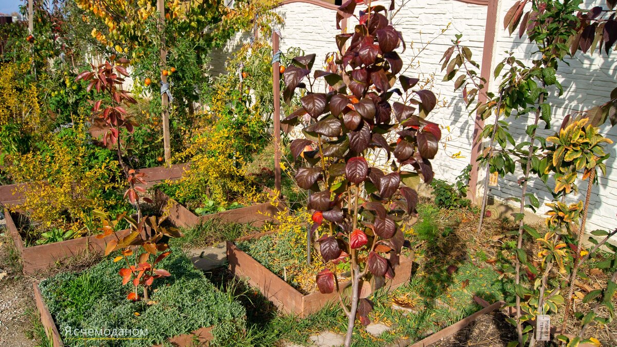 Мой крымский сад во всей красе. Плодовые кусты и деревья 🍂 у кого самые  яркие листья в ноябре | Я с чемоданом | Дзен