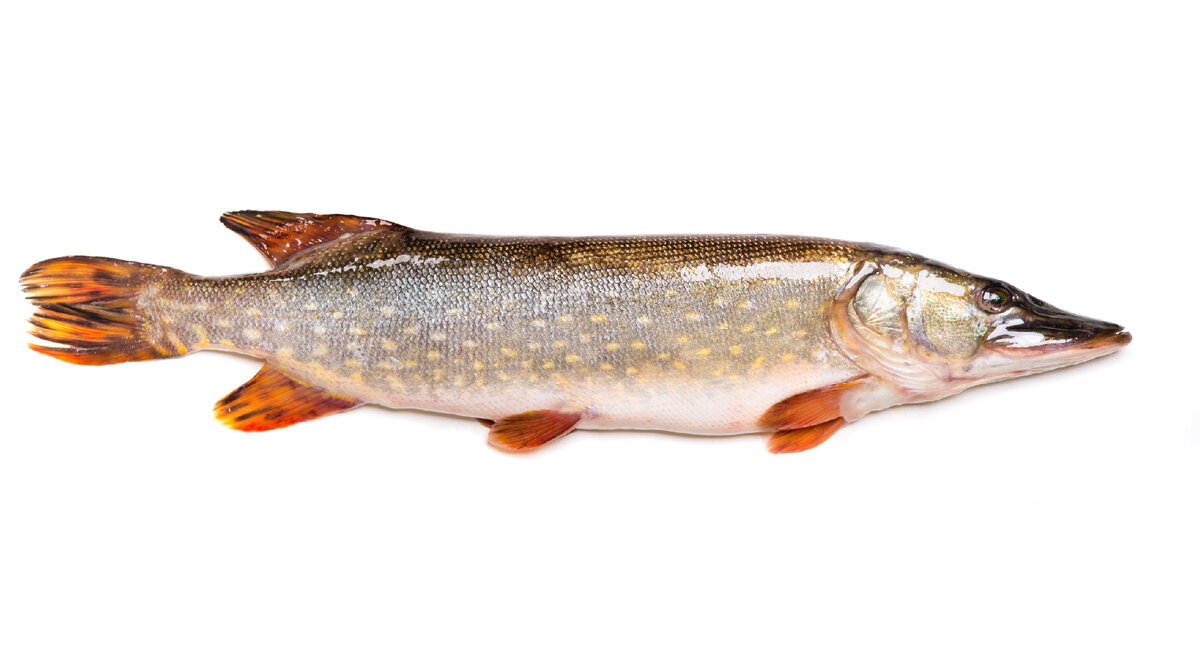 Самые вкусные речные рыбы Поволжья. В жаренном, вяленном, копченном виде и конечно же уха