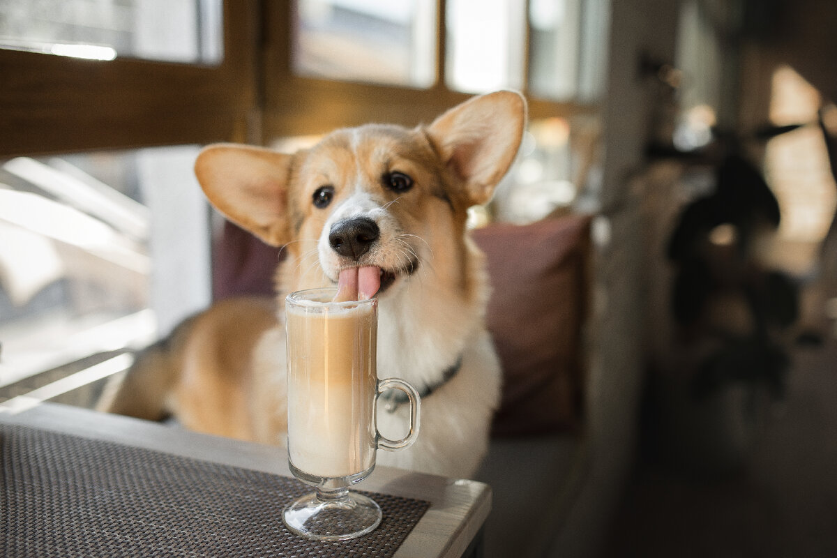 Фото из личного архива. Фотограф @visdeanimalis