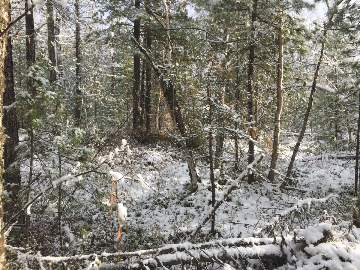 Вот так примерно выглядят леса в Прибайкалье, в октябре-ноябре месяце