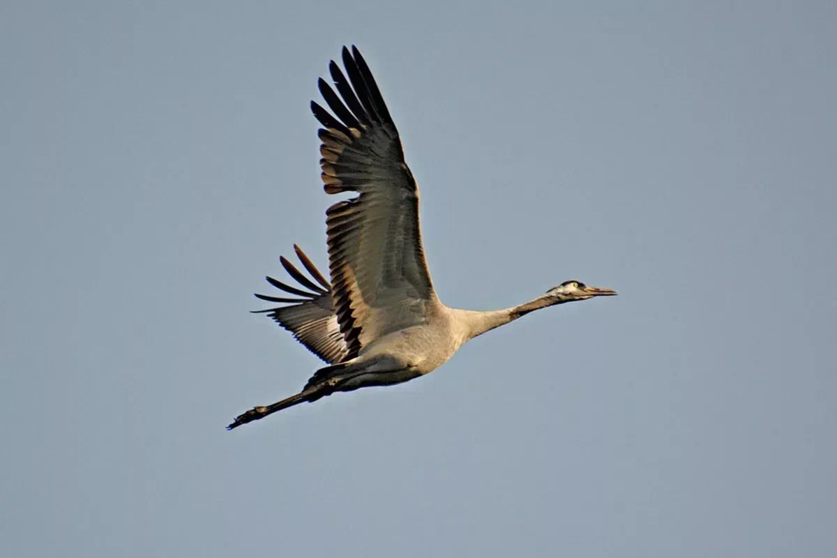 Яндекс Картинки. Серый журавль.