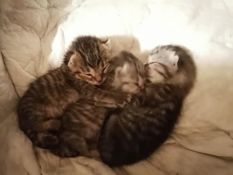 Вот такие обнимашки у котят. Так, видимо, они и грелись на холоде, пока мама отсутствовала. Ночное фото с 25 на 26 октября 2021. Фото автора