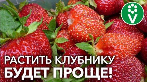 Календарь ухода за клубникой от А до Я! Отличный урожай гарантирован!