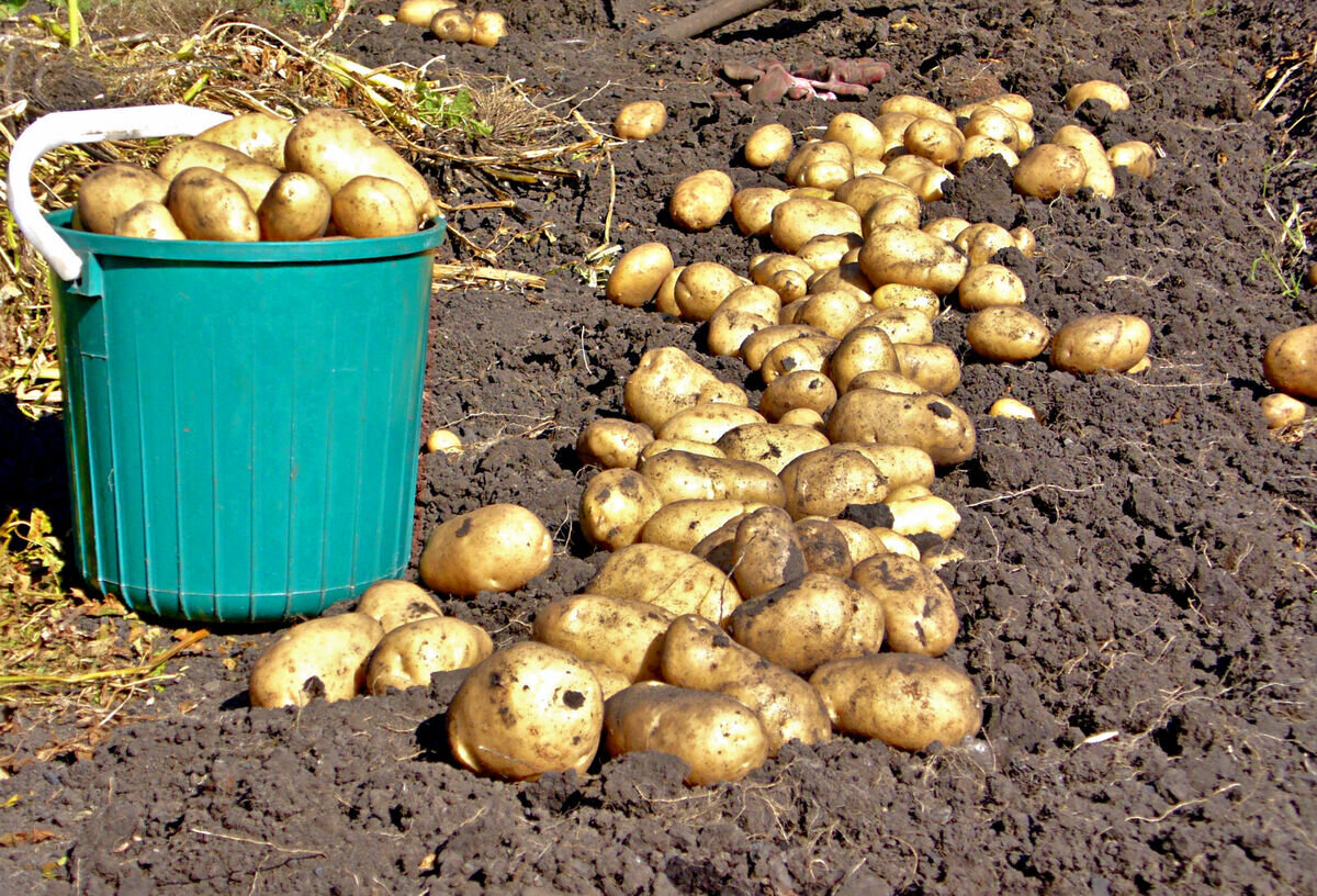 Картофель – когда урожай радует