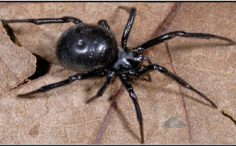 В жутком мире пауков недавно появился новый участник: Aphonopelma johnnycashi, вид тарантула, названный в честь покойного кантри-певца Джонни Кэша.-2